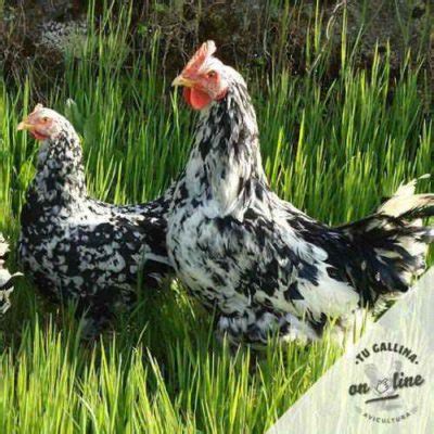 Tu Gallina Online Venta de aves y productos avícolas