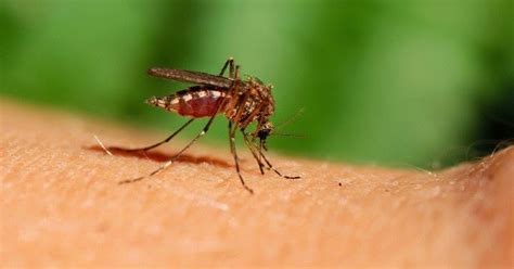 TU SALUD: Remedios caseros para espantar mosquitos
