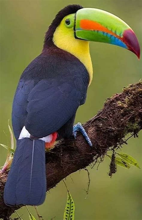 Tucán. Costa Rica Pura Vida     | Aves tropicales ...
