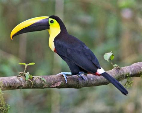 Tucán, el pájaro de los múltiples colores   Si se puede Ecuador