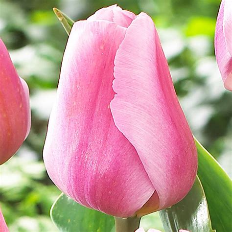 Tulipan triumph Synadea Amor 5 szt. | Cebulki jesienne ...