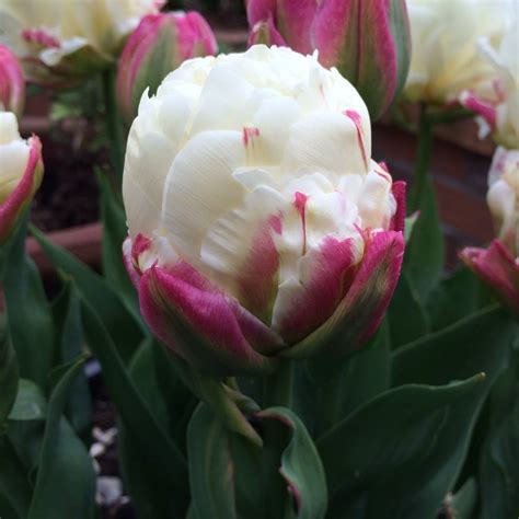 Tulipanes, una de las flores mas bellas.   Info   Taringa!