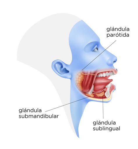 Tumor de Glándulas Salivales   Cirugía Oral y Maxilofacial