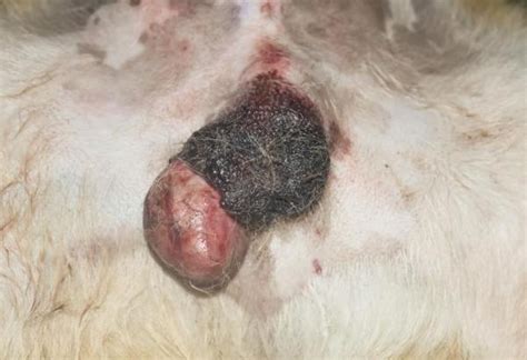 Tumor en los testículos del perro: síntomas, causas y ...