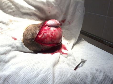 Tumor testicular en perro   Veterinaria La Herradura
