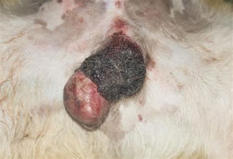 TUMOR TESTICULAR en perros   síntomas, causas y tratamiento