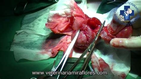 Tumor vesical en una perra. Cirugía Miraflores del Palo ...