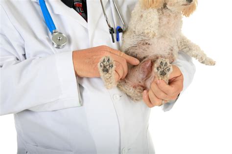 Tumores benignos en perros: siete cosas que debes saber ...