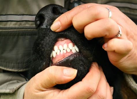 Tumores de las encías Epulis en los perros | Mascota Wiki