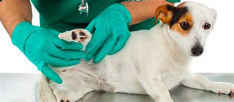 Tumores de piel en perros Mascotas Foyel