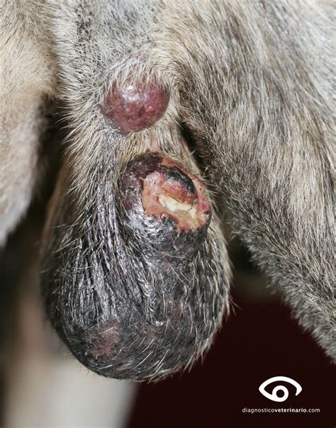 Tumores del escroto en el perro. Mastocitoma | Diagnóstico ...