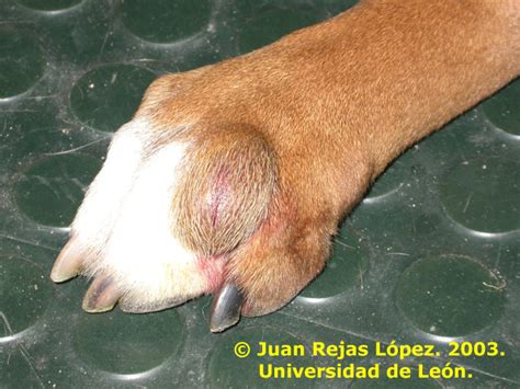 Tumores En Perros SEONegativo.com