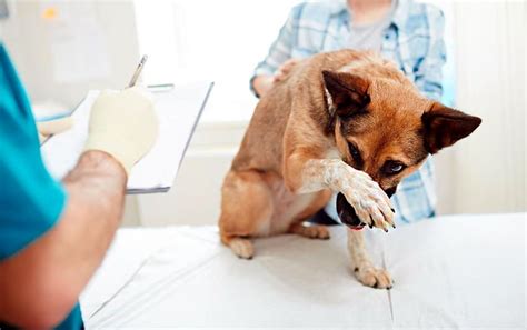 Tumores en perros | Tipos, síntomas y tratamiento