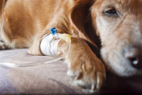 Tumores en perros Tipos, síntomas y tratamiento