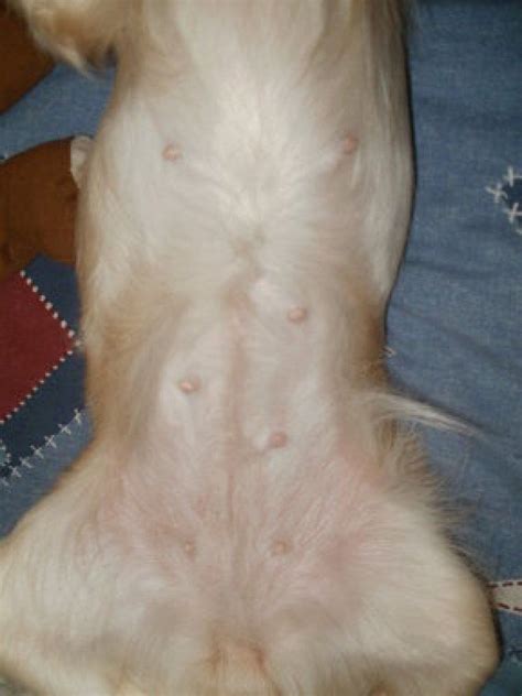 Tumores mamarios en las perras: preguntas y respuestas ...