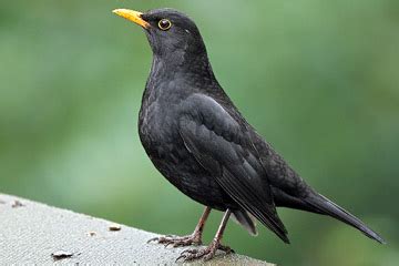 Turdus merula. Merlo común.  Mirlo común . A vida nos ríos ...