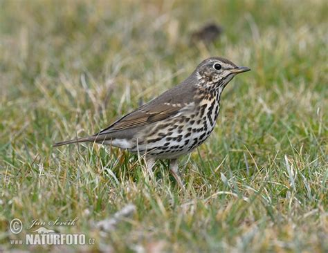 Turdus philomelos Pictures, Song Thrush Images, Nature ...