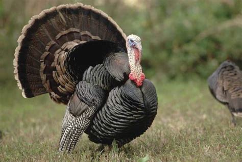 Turkey | bird | Britannica.com