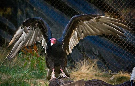 Turkey Vulture   CuriOdyssey