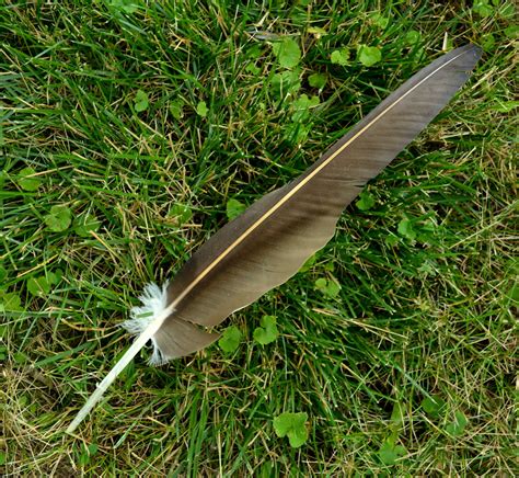 turkey vulture feather | I found this turkey vulture ...