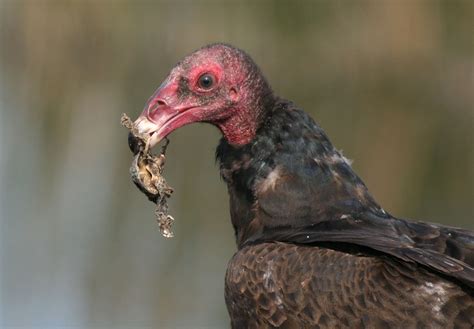 turkey vulture | Vulture, Pretty birds, Common birds
