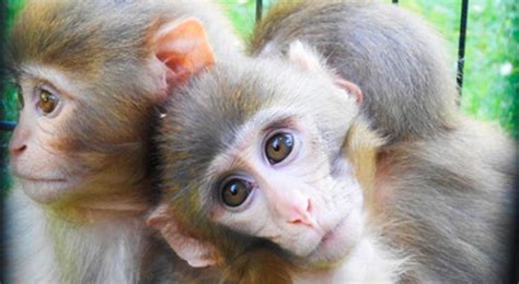 Turquía: Dos monos macacos cuidan y protegen a su hermano con síndrome ...