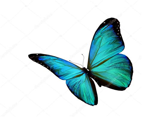 Turquoise butterfly flying, isolated on white background ...