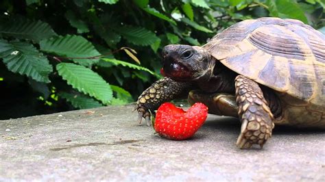 Turtle eats strawberry   YouTube
