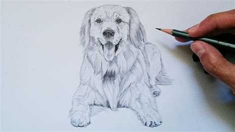 Tutorial paso a paso para dibujar un perro con lápiz fácil