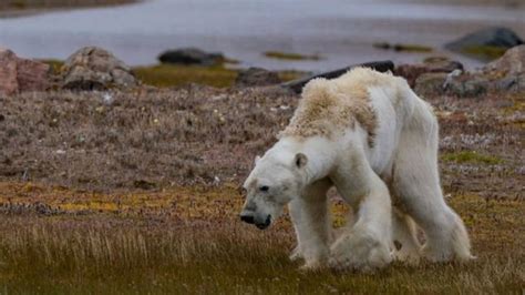 Tuvo impacto el cambio climático en caso de oso polar moribundo | Tele 13