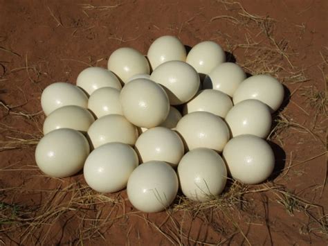 Two arrested for selling Ostrich eggs and other wildlife ...