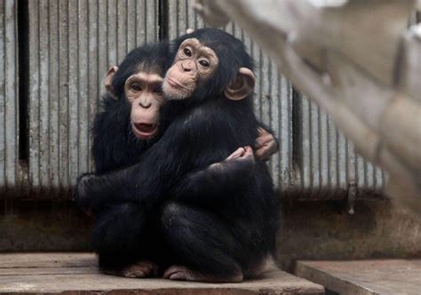 Two baby chimpanzee embrace with a radiator protecting low ...