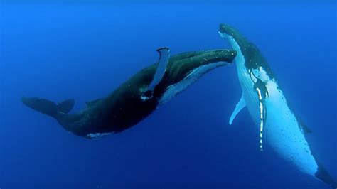 Two Beautiful Humpback Whales Dance | Animal Attraction ...