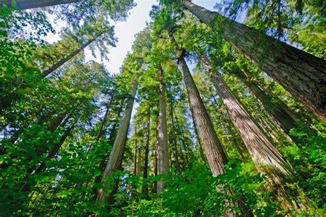 Two California redwoods | 11 of the most endangered trees ...