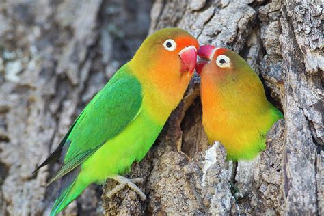 Two Fischer s Lovebirds  agapornis Photograph by James Heupel