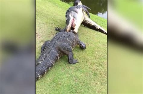 Two MONSTER alligators casually fight to death in golf ...