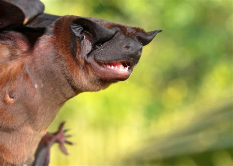 Two New Dog Faced Bat Species Discovered | Biology | Sci ...