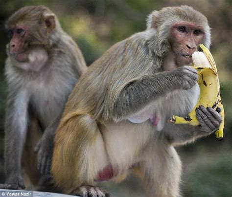Two New Studies Find That Monkeys Who Eat Fewer Calories ...