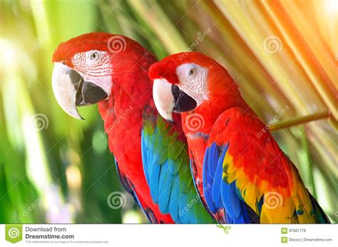 Two Parrots Red In Tropical Forest Birds Stock Photo ...