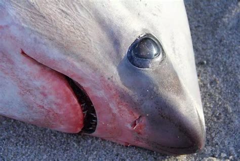 Two Sharks Found Dead on Massachusetts Beaches Because It ...