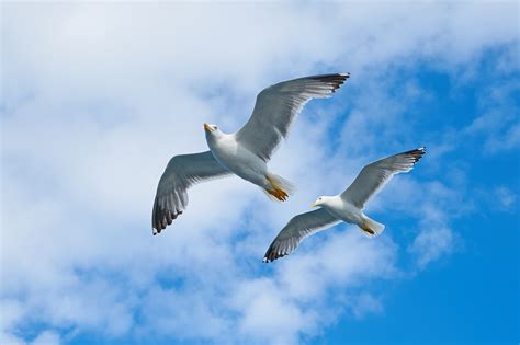 Two White Birds Flying Under Cloudy Sky · Free Stock Photo