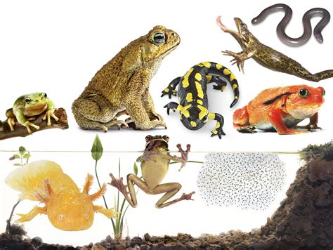 Types of Amphibians | Amphibians for Kids | DK Find Out