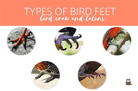 Types of Bird Feet   Bird Talons and Claws