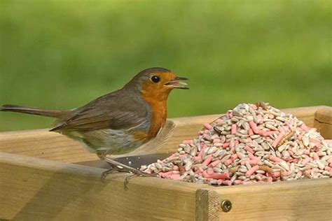 Types Of Bird Food | Bird food, Bird, Wild birds