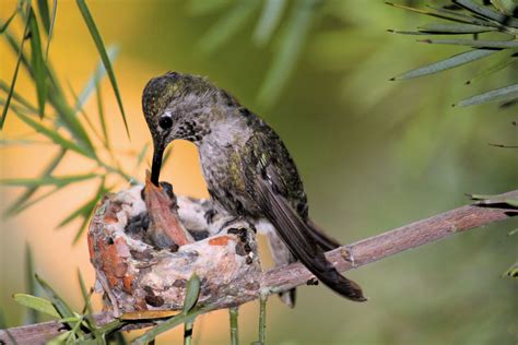 Types of Bird Nests