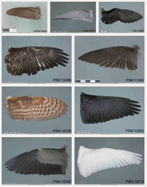 Types of bird wings  hummingbird, tern, puffin, eagle ...