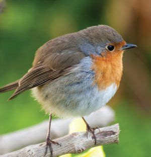 Types of Birds   Bing Images | birds | Pinterest | Bird ...