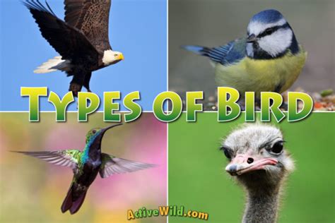 Types of Birds: Bird Families From All Around The World ...