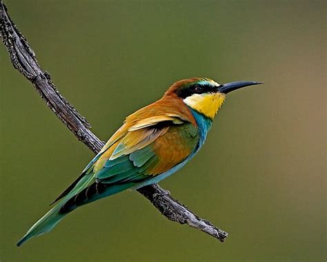 Types of Birds | different types of birds with pictures ...