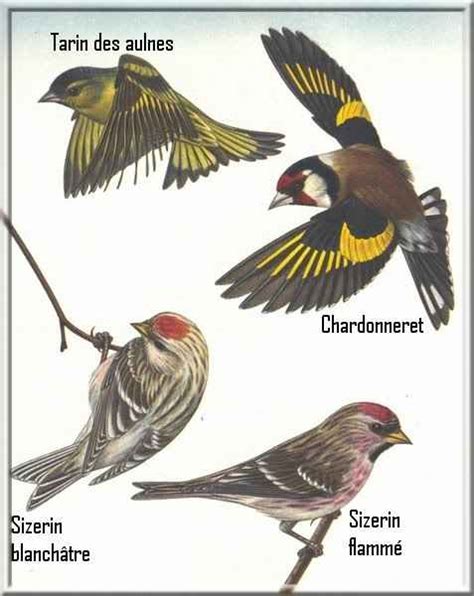 types of birds   general information